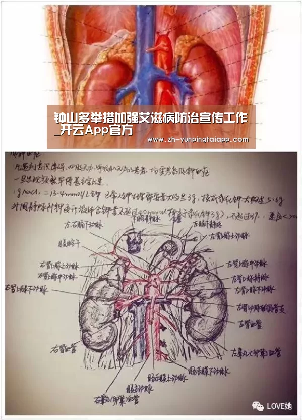 开云App官方